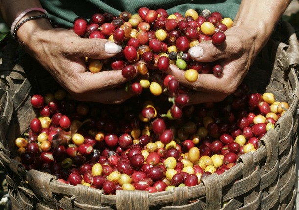 Nông dân nghĩ gì khi các doanh nghiệp nước ngoài bị khiếu nại về việc thu mua cà phê trái pháp luật