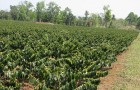Cà phê Arabica trồng ở Lào