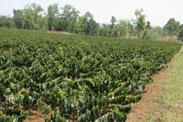 Sang Lào đầu tư trồng cà phê chè Arabica