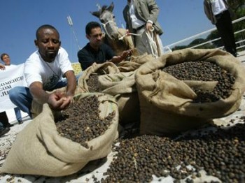 brazil-harvested-approximately-285-billion-cups-of-coffee-in-2010