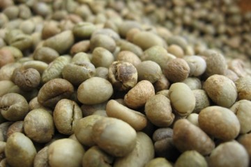ICO: Giá cà phê arabica có thể đạt 4 USD/lb