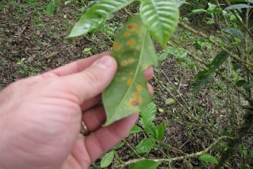 Nấm roya gia tăng trên cây cà phê Colombia