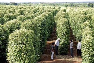 Gia Lai : Chặt bỏ cây cà phê để trồng hồ tiêu