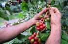 A farmer collects coffee seeds in a plan