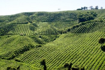 Coffee_farm_Minas_Gerais_Brazil