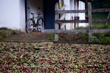Brazil đã thu hoạch được 70% vụ cà phê robusta