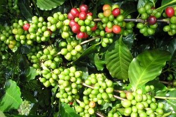 Quản lý dinh dưỡng khi chăm vườn cà phê?