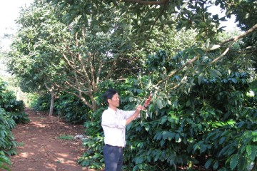 DakLak: Hiệu quả từ việc trồng xen cây bơ trong vườn cà phê