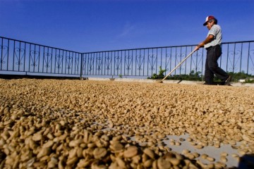 Kinh nghiệm quản lý rủi ro về giá cà phê tại các nước – Phần 3