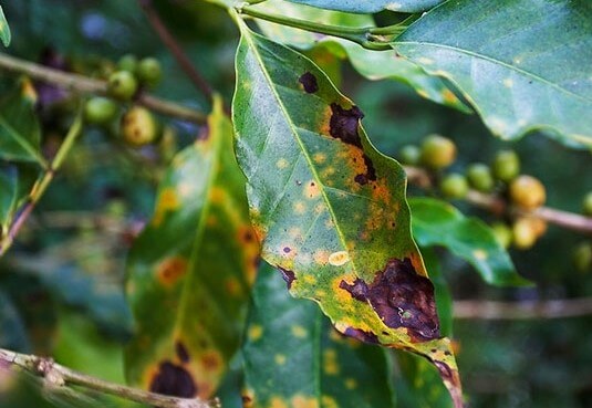 Phát hiện được 16 loài dịch hại trên cây cà phê