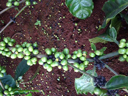 Đắk Nông: Hơn 11.600 ha cà phê rụng quả gần thời điểm thu hoạch