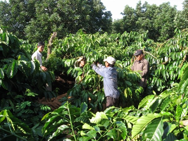 Nguồn cung cà phê dồi dào khi Việt Nam bước vào vụ thu hoạch sẽ gây áp lực lên giá cà phê?