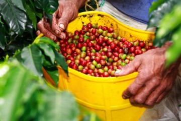 Sản lượng cà phê Việt Nam ước tăng 10% niên vụ 2011 – 2012