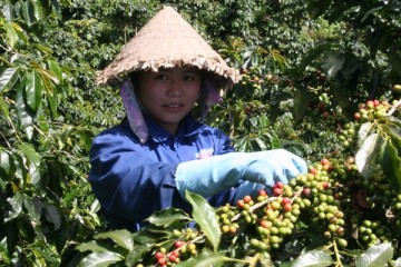 Đắk Nông: Đắk R’lấp chuẩn bị vào mùa thu hoạch cà phê