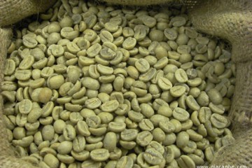 Khách hàng châu Âu trở lại mua cà phê Việt Nam