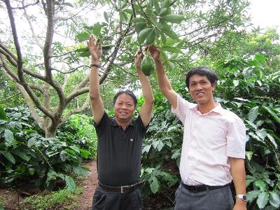 vườn bơ anh Trịnh Xuân Mười 