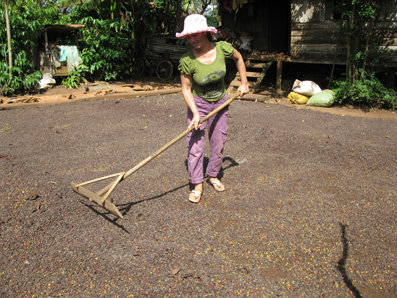 Nông dân thị trấn Ea Pốk, huyện Cư M’gar, tỉnh Đắc Lắc phơi cà phê trên sân đất dẫn tới giảm chất lượng