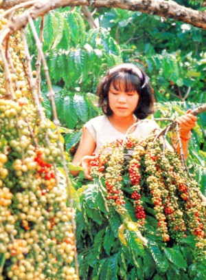 Đồng Nai: Mùa cà phê “ngọt”