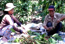  Vợ chồng ông Võ Hữu Sự (Thống Nhất) đang thu hoạch cà phê.