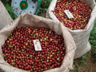 ICO bất ngờ hạ dự báo sản lượng cà phê thế giới