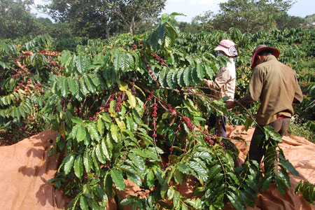 Người dân trồng cà phê trên địa bàn tỉnh đang lo lắng với tình trạng thiếu nhân công hái cà phê. Ảnh: Y K’Răk