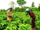 Đầu tư, chăm sóc vườn cà phê ở xã Cuôr Đăng, huyện Cư M’gar.