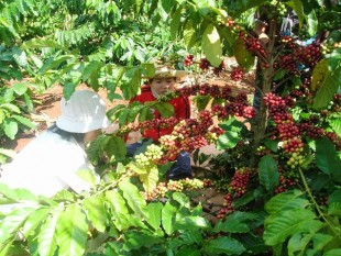 Đắk Lắk: Xiết chặt quản lý, bảo đảm thu hái cà phê chín