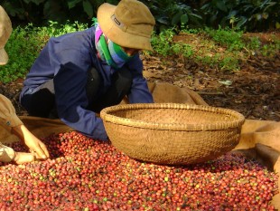 Gia Lai: Nhộn nhịp mùa thu hoạch cà phê