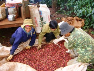 Cần thận trọng khi thuê nhân công thu hoạch cà phê