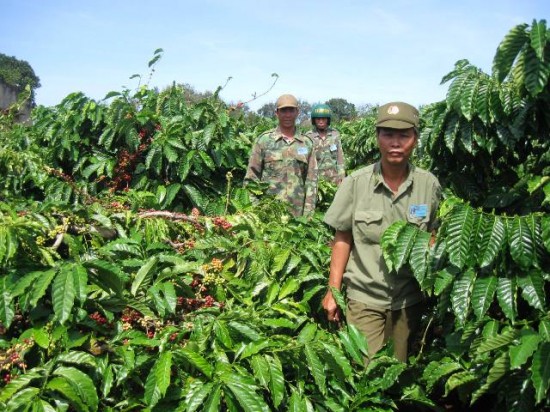 Dân phòng thôn 12 tuần tra bảo vệ cà phê