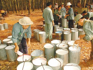 Thái Lan muốn giá cao su tăng thêm 50%