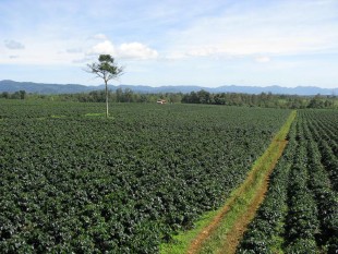 Đak Lak: Diện tích cây cà phê toàn tỉnh ước đạt 191.000 ha
