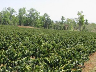 diện tích trồng cà phê