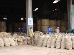 Thu phí xuất khẩu cà phê: Thu không khó, sử dụng quỹ hợp lý mới khó