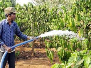 Nước thiếu, điện chập chờn: Dân trồng cà phê khốn đốn