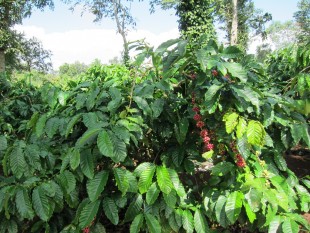 Giá cà phê robusta có thể sụt mạnh vì cung dồi dào từ Indonesia