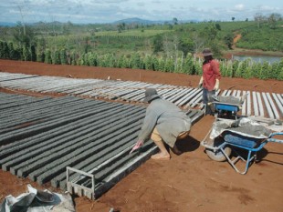Gia Lai: Giá tiêu tăng cao, nông dân chặt cà phê lấy đất trồng tiêu