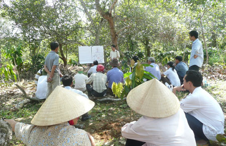 Một lớp chuyển giao kỹ thuật trồng ca cao cho nông dân được tổ chức ngay tại vườn.