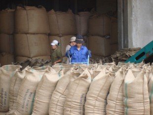 Rabobank nâng dự báo giá cà phê robusta thêm 200 USD/tấn