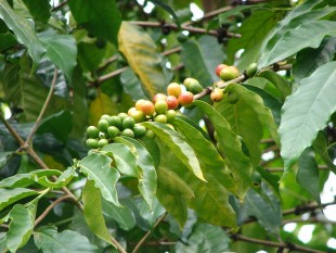 Bệnh dịch lạ gây thối và rụng trái hàng loạt trên cà phê catimor?