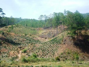 Lầm Đồng: 47 DN không trồng rừng sau tận thu lâm sản