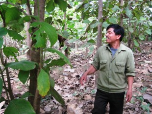 Đắk Lắk: Triển vọng từ cây tếch trên vùng đất Ea Súp