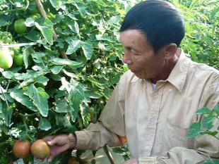 Lâm Đồng: Cà chua tăng giá gấp 10 lần