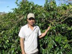 Người Cơ Ho bảo tồn sống cây cà phê Moka