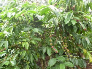 Tây Nguyên tập trung nuôi quả cho cây cà phê