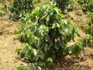 Vật liệu mới giữ ẩm cho đất trồng cà phê khô cằn