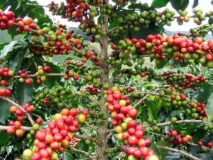 Người nông dân được lợi từ cây cà phê chè (cà phê Arabica)