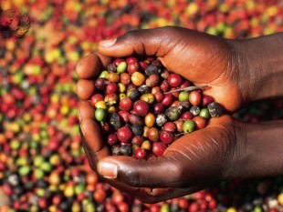 ICO dự báo niên vụ cà phê toàn cầu 2010-2011 sẽ giảm về lượng và giá