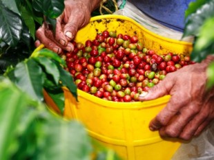Colombia: Mưa có thể làm giảm sản lượng cà phê trong năm 2011