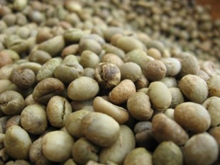 Lạc quan thị trường cà phê Arabica chất lượng cao